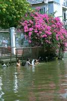 Bangkok, bagno nel Chao